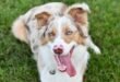 Everything You Need to Know About the Aussie Shepherd Dog