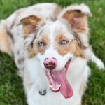 Australian Shepherd Dog Breed: Complete Guide to Temperament, Training, Health, and Care for Aussie Owners