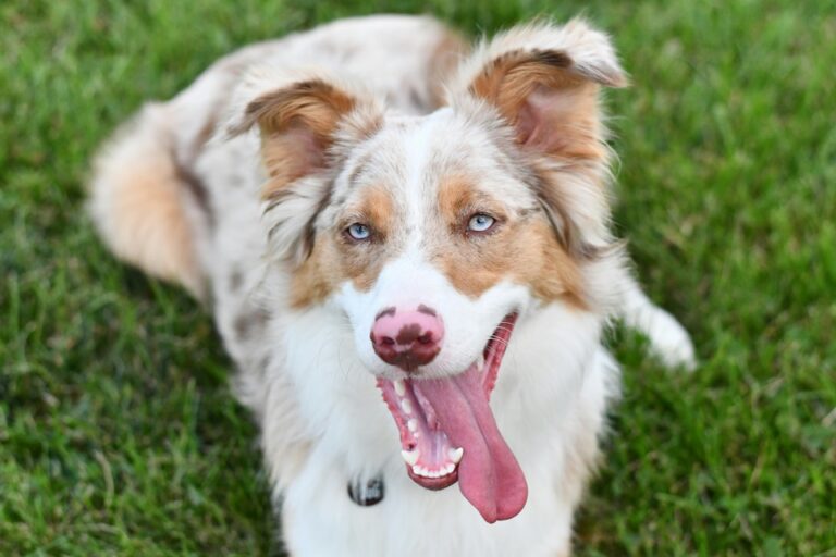 Australian Shepherd Dog Breed: Complete Guide to Temperament, Training, Health, and Care for Aussie Owners